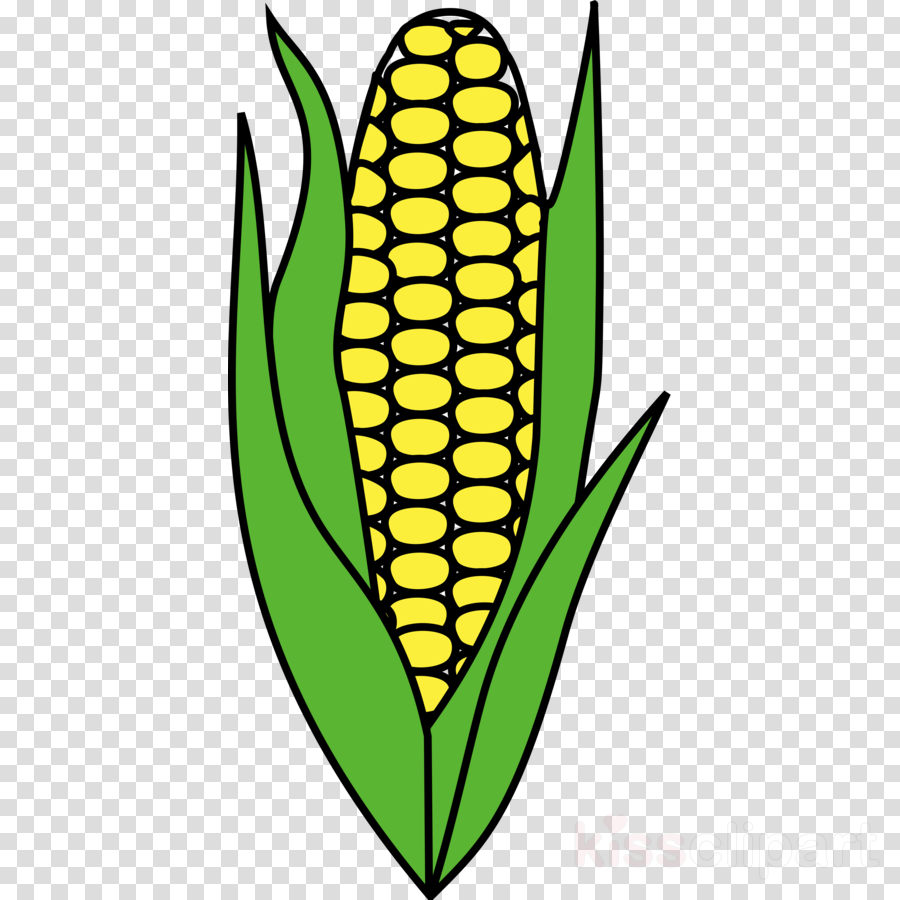 900x900 Corn, Food, Drawing, Transparent Png Image Clipart Free Download