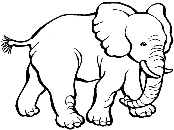 736x547 Elephant Pictures For Kids Elephants Step Step Drawing