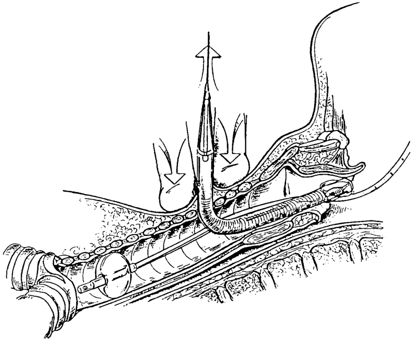 850x705 Canoe Drawing Viking For Free Download