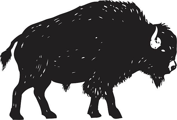 612x414 buffalo cape buffalo transparent png clipart free download