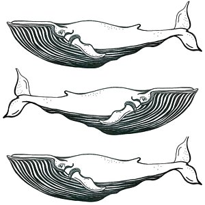 300x300 Cape Drawings