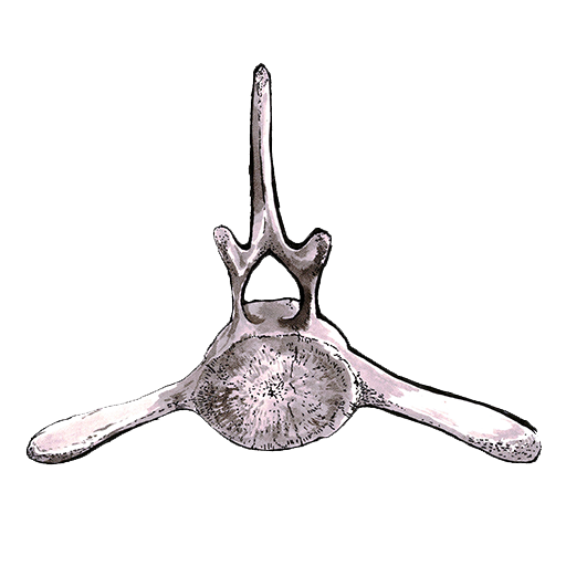 512x512 chordata capital investment with a backbone