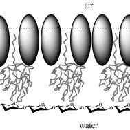189x189 cartoon depicting the possible arrangement of ranaspumins