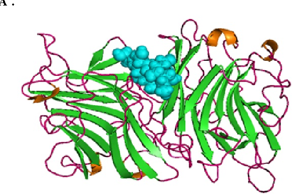 580x386 prediction of putative binding pocket for carbohydrates docking