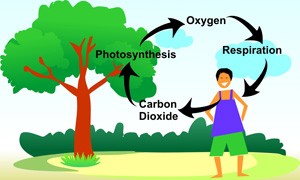 300x180 carbon dioxide oxygen cycle smore newsletters