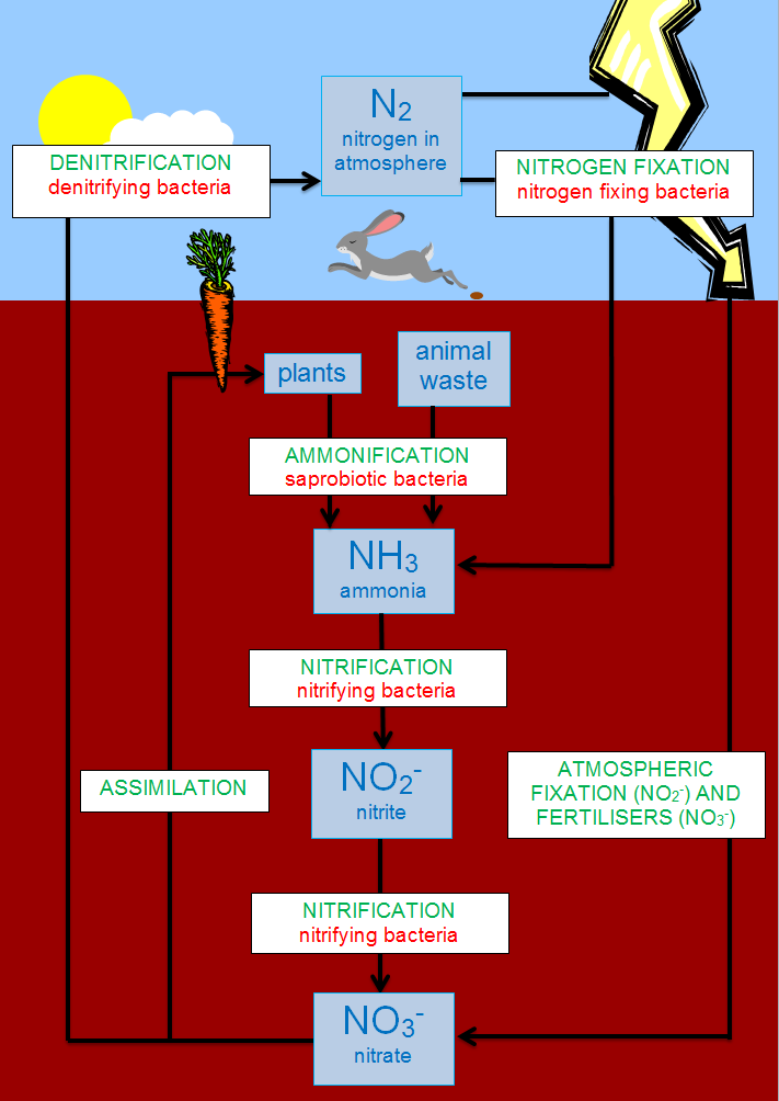 711x1004 nitrogen cycle