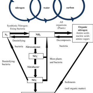 320x320 nitrogen cycle download scientific diagram