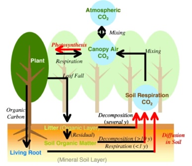 387x336 The Effects Of Deforestation Weblog