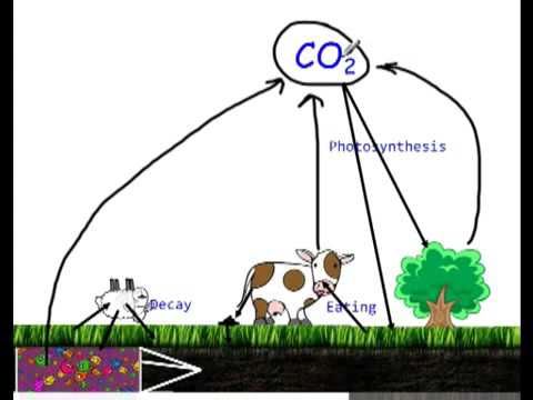 480x360 Carbon Cycle Draw And Color Video