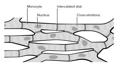 380x214 cardiovascular system anatomy overview, gross anatomy, natural