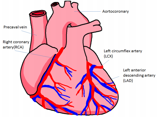 632x465 Heart Coronary Artery System Diagram Of The Human Heart