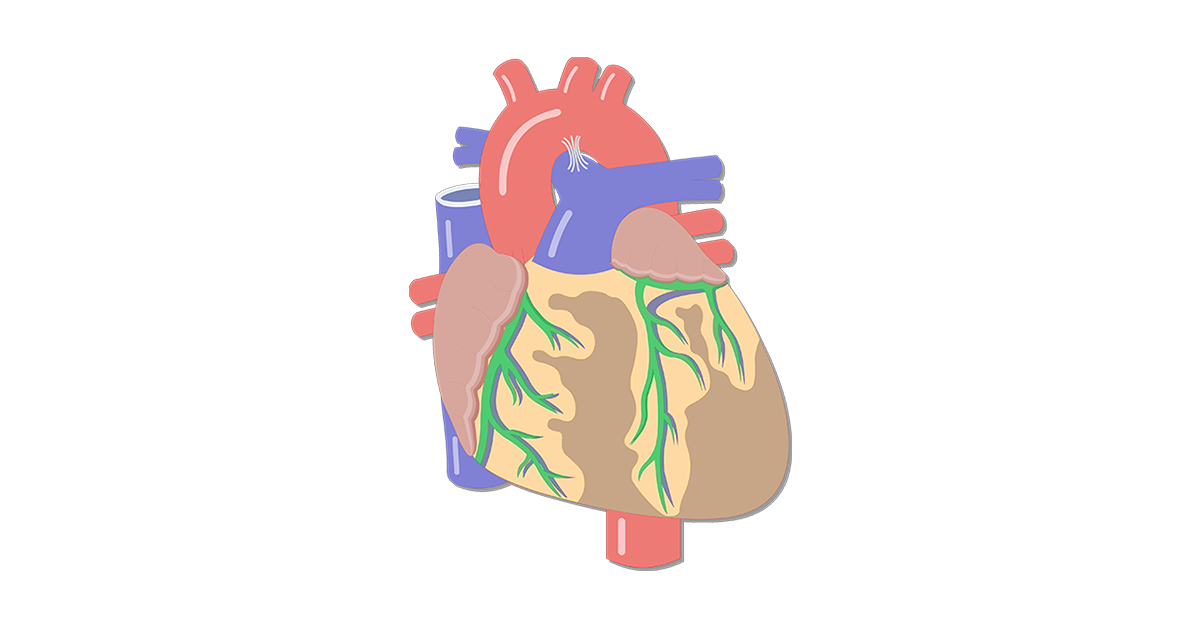 1200x630 heart valve movement