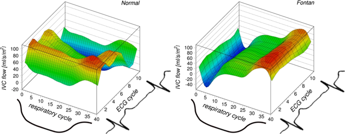 685x267 heart beat but not respiration is the main driving force