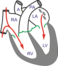 200x226 cv physiology cardiac cycle