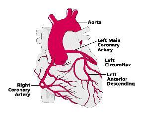 288x233 Cardiac Circulationcycle