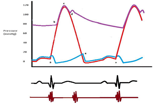 510x348 Cardiac Cycle