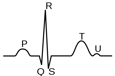 Cardiac Cycle Drawing | Free download on ClipArtMag