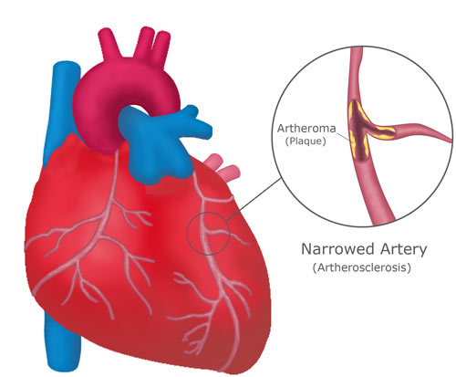 Cardiac Cycle Drawing | Free download on ClipArtMag