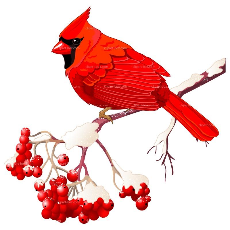 800x800 Cardinal Clipart Free Art Clip Art Images