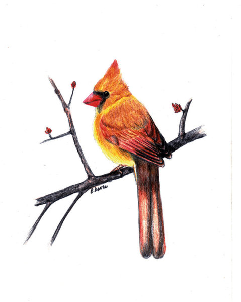 479x600 Female Cardinal Bird Drawings Fine Art America