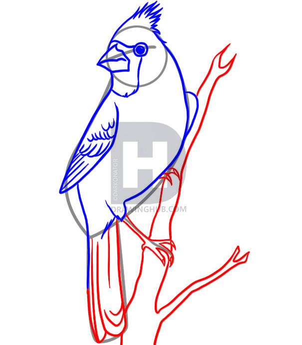 605x691 How To Draw A Cardinal, Step