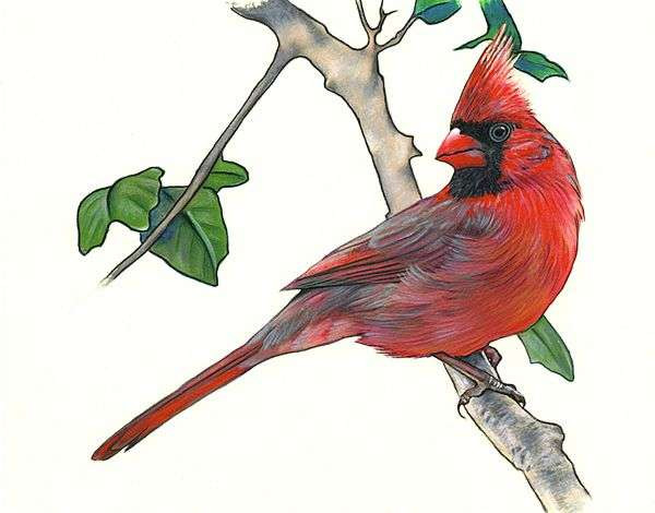 Collection Of Cardinal Clipart Free Download Best Cardinal Clipart On