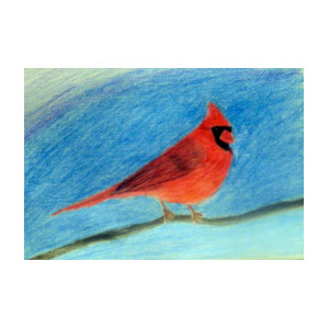 300x300 Cardinal Drawing Photograph