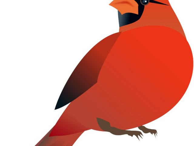 640x480 Cardinal Clipart Line Drawing