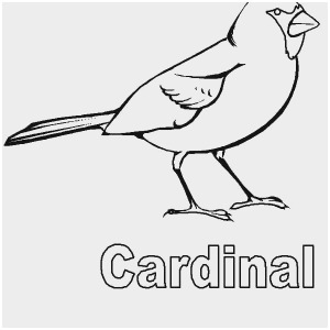 300x300 Cardinal Coloring