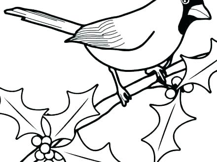 440x329 cardinal pictures to color cardinal coloring pages st cardinals