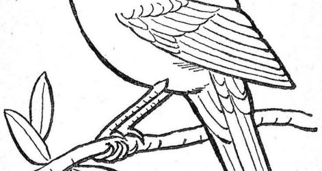 471x250 Cute Cardinal Drawing Images A Step Bird Art Line Outline Carmi