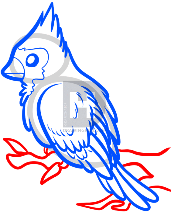 563x720 How To Draw A Red Bird, Red Cardinal Bird, Step