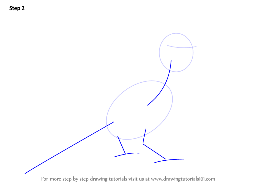 844x598 Learn How To Draw A Northern Cardinal