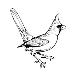 250x250 T Shirt Clip Art For Cardinals