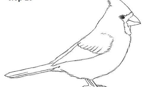 500x293 Bird Drawing Simple Or Cardinal Bird Drawing Diy