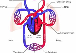 300x210 cardiovascular system labelled diagram circulatory system drawing