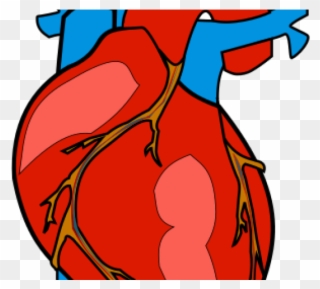 320x289 Heart Anatomy Clipart Clip Art Body And Blood