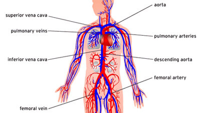 405x225 Human Circulatory System
