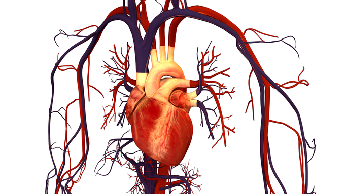 680x383 Overview Of The Circulatory System Boundless Biology