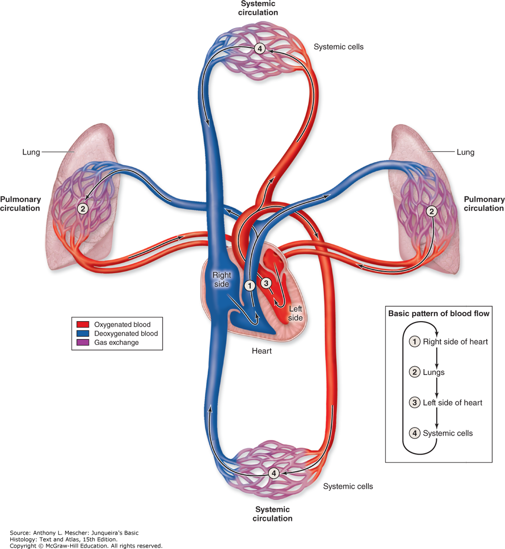 1021x1111 The Circulatory System Junqueira's Basic Histology Text