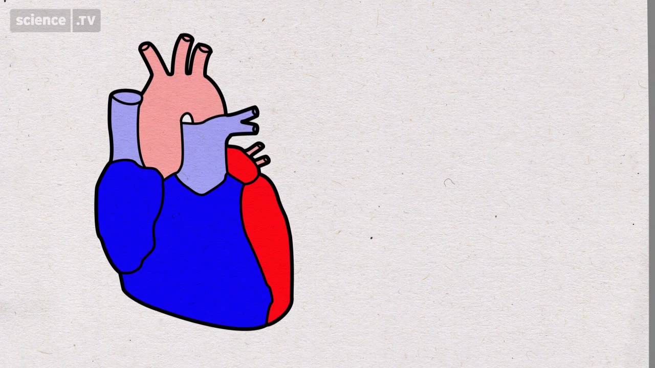 1280x720 What Happens To Your Heart When You Exercise