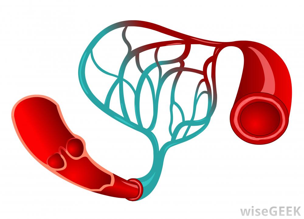 1000x723 What Is The Relationship Between The Circulatory System