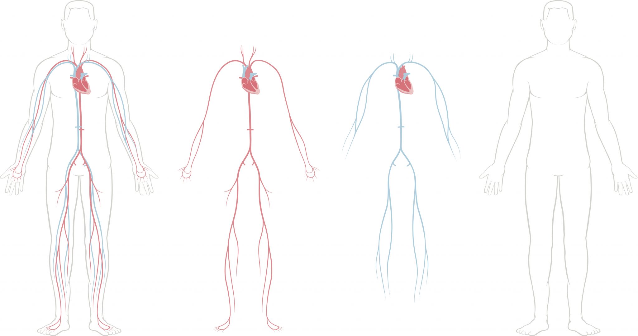 Cardiovascular System Drawing Free download on ClipArtMag
