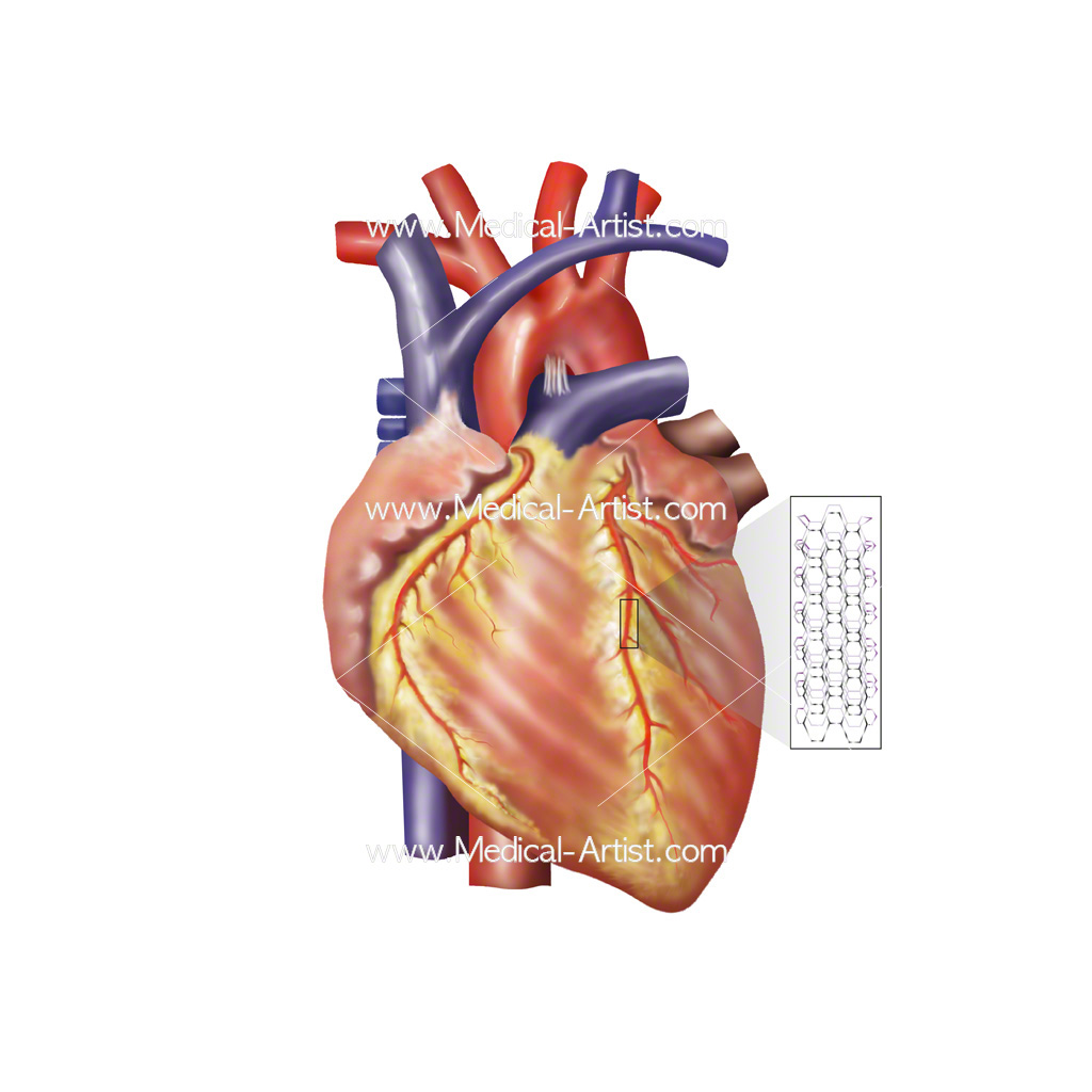 1024x1024 Cardiovascular Medical Illustrations Heart Vascular Images