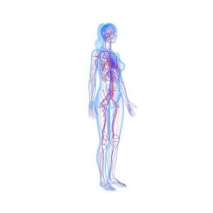 300x300 Cardiovascular System, Artwork Digital Art