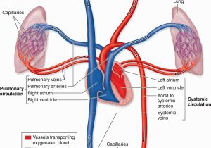 300x210 cardiovascular system blood vessels worksheet cardiovascular