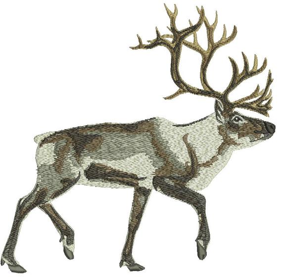 570x560 Caribou Machine Embroidery Design Instant Download Etsy