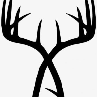 336x336 whitetail antler caribou drawing shed buck flowers deer iydunetwork