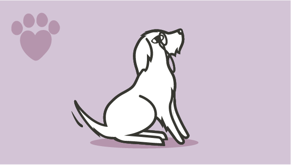 600x341 Caring For Your Dog Lily's Kitchen