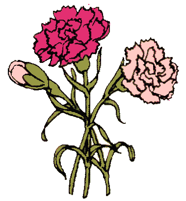 379x409 Carnation Drawing
